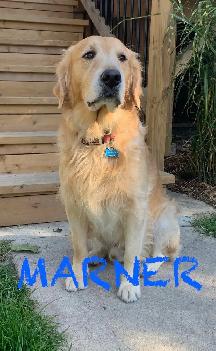 CKC PUREBRED GOLDEN RETRIEVER PUPS - Photo 6