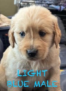 CKC PUREBRED GOLDEN RETRIEVER PUPS - Photo 7