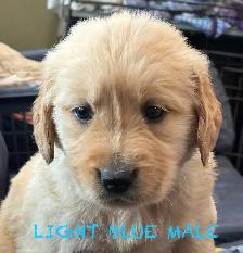 CKC PUREBRED GOLDEN RETRIEVER PUPS - Photo 8