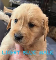 CKC PUREBRED GOLDEN RETRIEVER PUPS - Photo 9