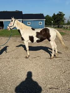 registered paint mare