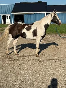 registered paint mare - Photo 2