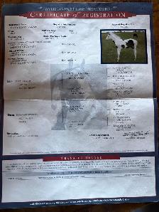 registered paint mare - Photo 3