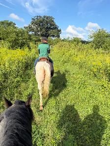 registered paint mare - Photo 6