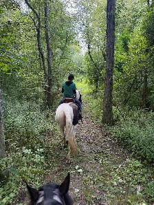 registered paint mare - Photo 8
