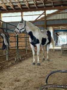 registered paint mare - Photo 9
