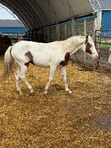 yearling paint filly