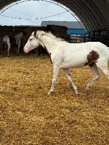 yearling paint filly - Photo 2
