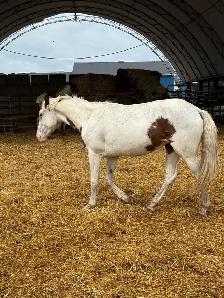 yearling paint filly - Photo 3