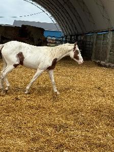 yearling paint filly - Photo 4