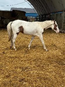 yearling paint filly - Photo 5