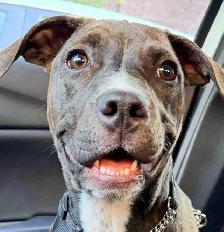 American Staffordshire Boxer Mix puppy for sale