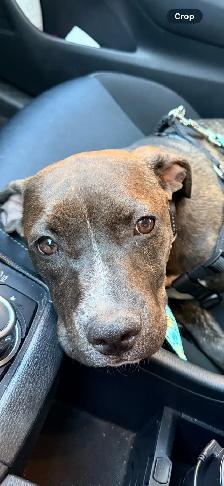 American Staffordshire Boxer Mix puppy for sale - Photo 2