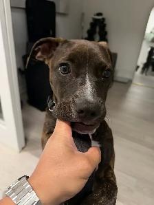 American Staffordshire Boxer Mix puppy for sale - Photo 3