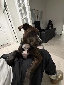 American Staffordshire Boxer Mix puppy for sale - Photo 4