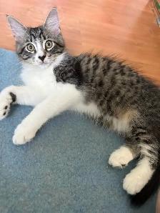 Chatons femelles 3 soeurs ne le 26 mai 2026. Super sante  $ 150 - Photo 2