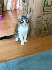 Chatons femelles 3 soeurs ne le 26 mai 2026. Super sante  $ 150 - Photo 4