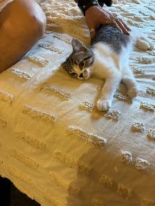 Chatons femelles 3 soeurs ne le 26 mai 2026. Super sante  $ 150 - Photo 5