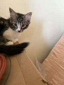 Chatons femelles 3 soeurs ne le 26 mai 2026. Super sante  $ 150 - Photo 6