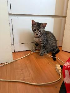 Chatons femelles 3 soeurs ne le 26 mai 2026. Super sante  $ 150 - Photo 7
