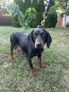 The Slovensky Kopov back by popular demand - Photo 3