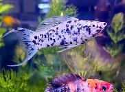 5 young adult, 1 baby Lyretail DALMATION MOLLIES – $20 for all