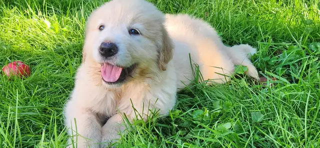 Handsome Golden Retriever/Border Collie Puppy