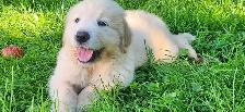 Handsome Golden Retriever/Border Collie Puppy