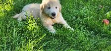 Handsome Golden Retriever/Border Collie Puppy - Photo 2