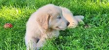 Handsome Golden Retriever/Border Collie Puppy - Photo 3