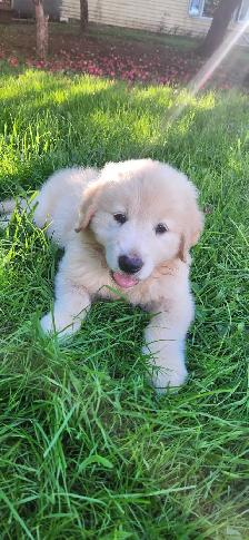 Handsome Golden Retriever/Border Collie Puppy - Photo 4