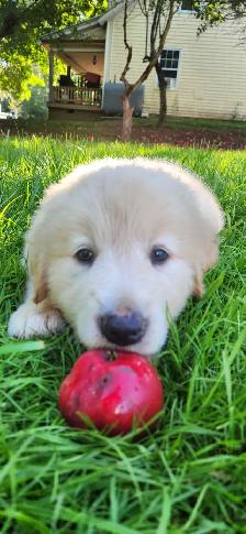 Handsome Golden Retriever/Border Collie Puppy - Photo 5