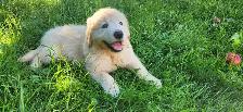 Handsome Golden Retriever/Border Collie Puppy - Photo 6