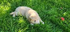Handsome Golden Retriever/Border Collie Puppy - Photo 7