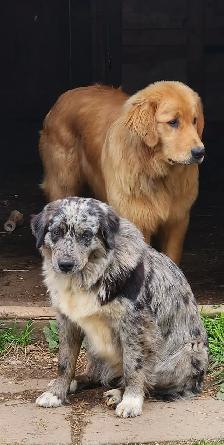 Handsome Golden Retriever/Border Collie Puppy - Photo 8