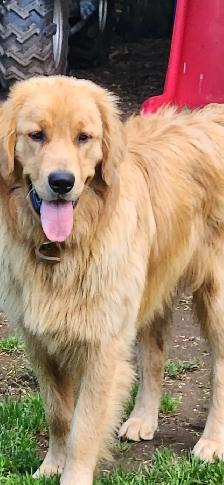 Handsome Golden Retriever/Border Collie Puppy - Photo 10