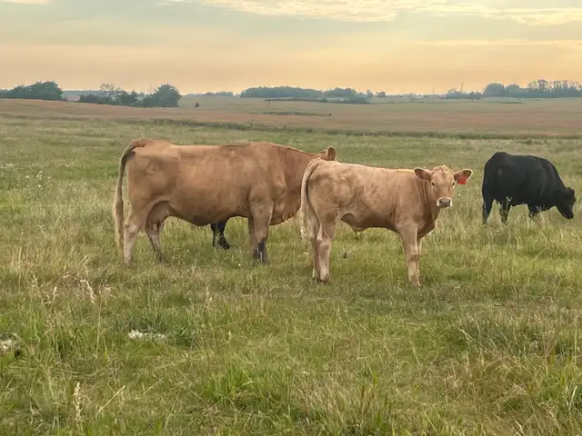 Mature cows with calves at foot