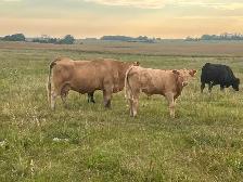 Mature cows with calves at foot