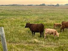 Mature cows with calves at foot - Photo 2