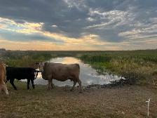 Mature cows with calves at foot - Photo 3