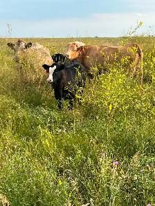 Mature cows with calves at foot - Photo 4