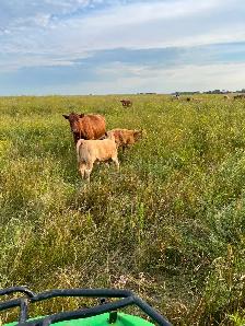Mature cows with calves at foot - Photo 5