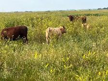 Mature cows with calves at foot - Photo 6