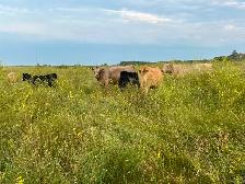 Mature cows with calves at foot - Photo 7