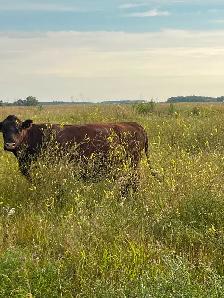 Mature cows with calves at foot - Photo 8