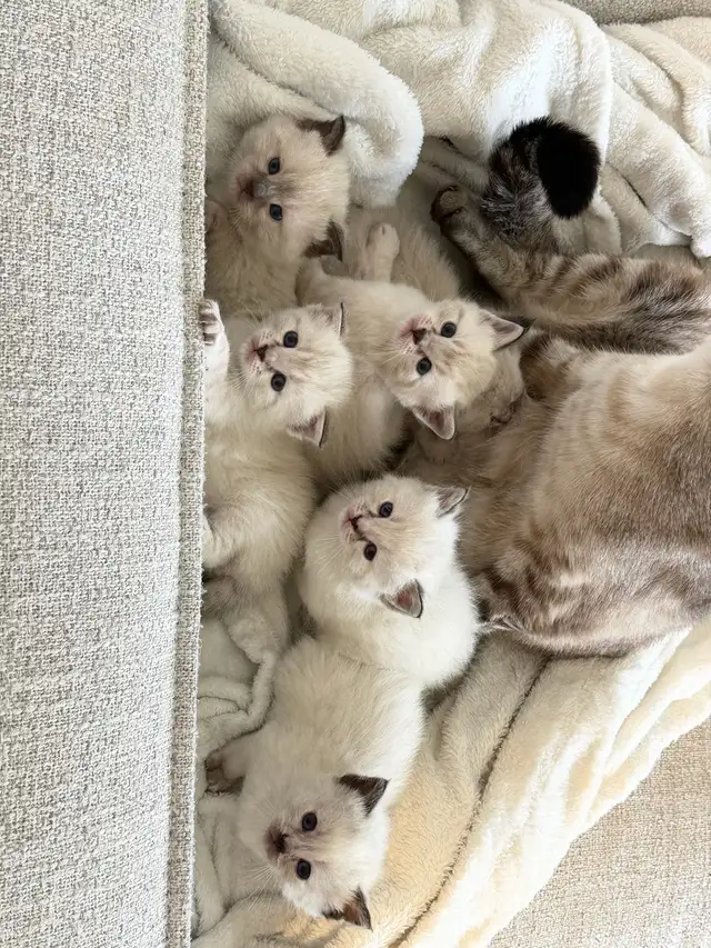 4  LEFT kitten looking for a new home