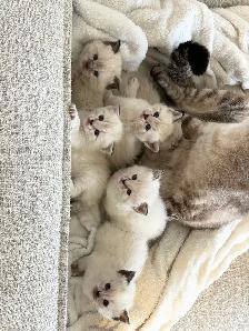 4  LEFT kitten looking for a new home