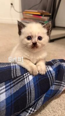 4  LEFT kitten looking for a new home - Photo 2