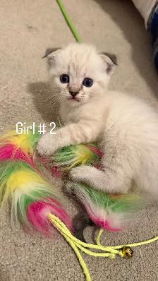 4  LEFT kitten looking for a new home - Photo 3