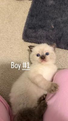4  LEFT kitten looking for a new home - Photo 4
